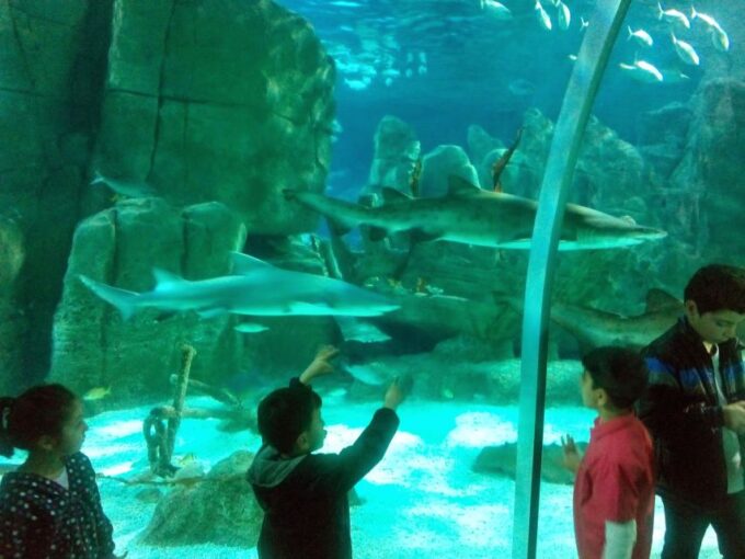 Istanbul Aquarium and Aqua Florya Shopping Mall Tour - Participant Information