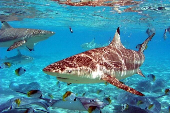 Istanbul Aquarium and Aqua Florya Shopping Mall Tour - Frequently Asked Questions