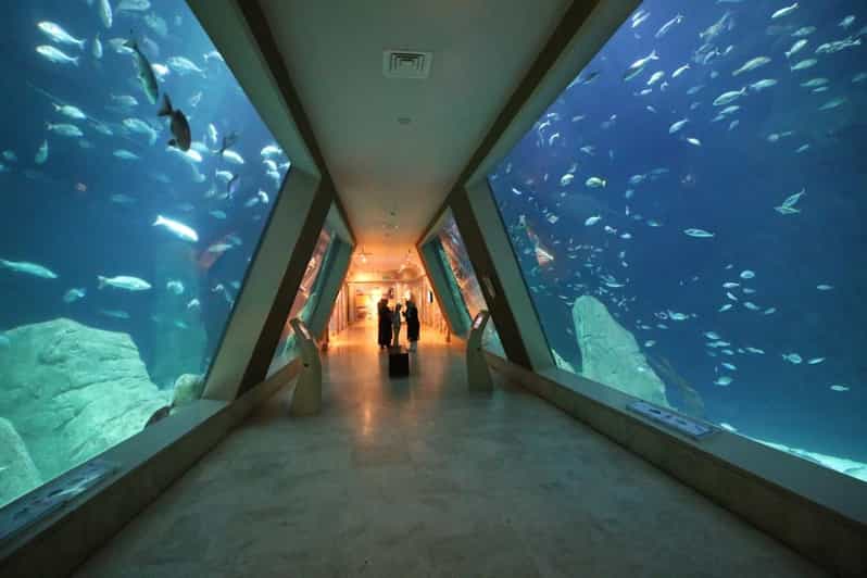 Istanbul: Aquarium Ticket and Round Trip Shuttle From Taksim - Aquarium Highlights and Attractions