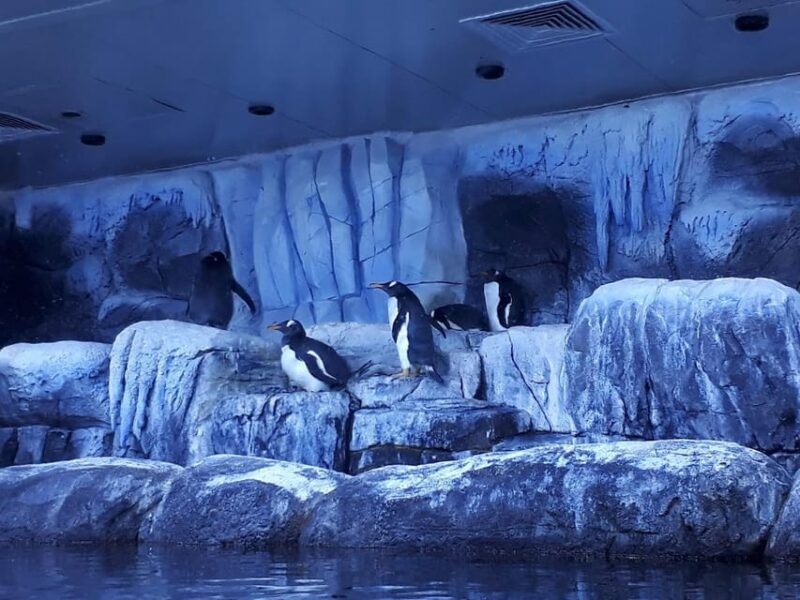 Istanbul: Aquarium Ticket and Round Trip Shuttle From Taksim - Customer Feedback and Ratings