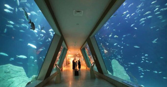 Istanbul: Aquarium Ticket and Round Trip Shuttle From Taksim - Plan Your Visit