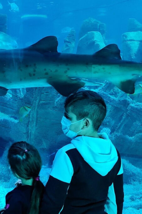 Istanbul: Aquarium Ticket and Round Trip Shuttle From Taksim - Getting There and Transportation