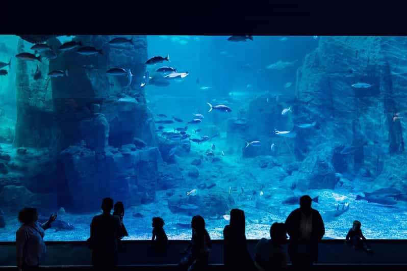 Istanbul: Aquarium Ticket With Shuttle Bus From Sultanahmet - Aquarium Experience Highlights