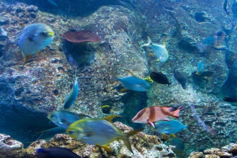 Istanbul: Aquarium Ticket With Shuttle Bus From Sultanahmet - Entry and Access Information