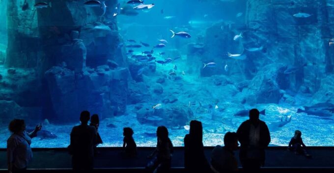 Istanbul: Aquarium Ticket With Shuttle Bus From Sultanahmet - Explore the Aquariums Diverse Ecosystem