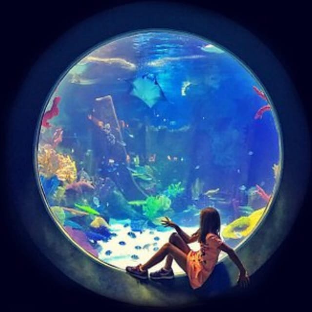 Istanbul: Aquarium Ticket With Shuttle Bus From Sultanahmet - Discover Unique Ocean Environments