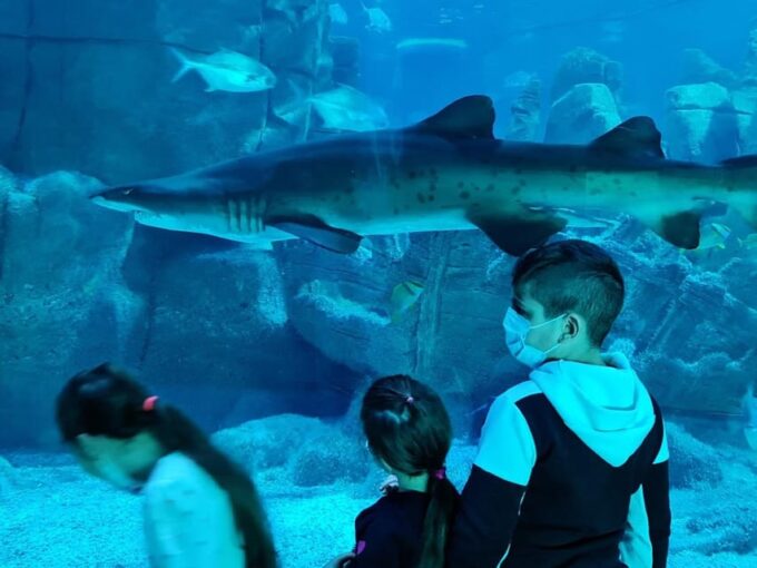 Istanbul: Aquarium Ticket With Shuttle Bus From Sultanahmet - Hassle-free Aquarium Experience