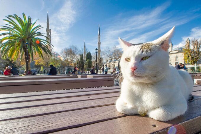 Istanbul: City Tour With Audio Guide in Your Smartphone - Navigating the City