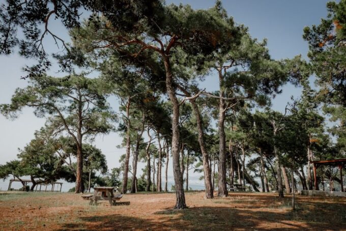 Istanbul: Princes Islands Cruise W/Music, Lunch & Transfer - Guided Walking Tour of Kınalıada
