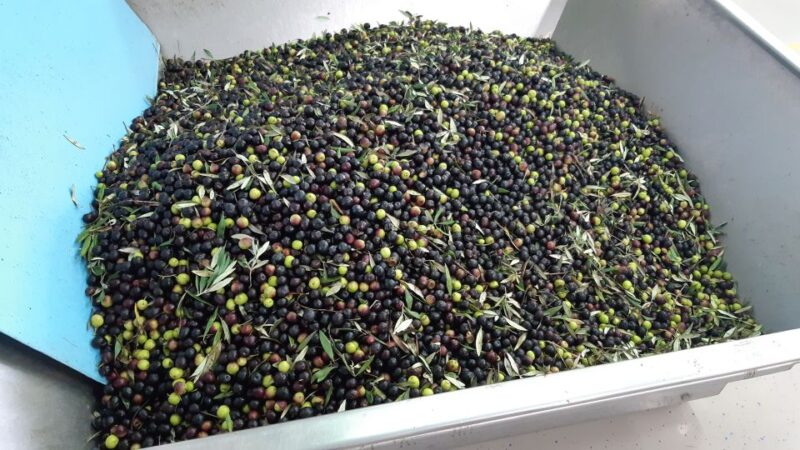 Istria: Guided Tour of Southern Istria and Olive Oil Tasting - Pricing and Duration