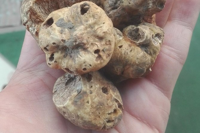 Istria in 1 Day Tour (from Pula or Medulin) - Motovun City Walls and Truffle Tasting