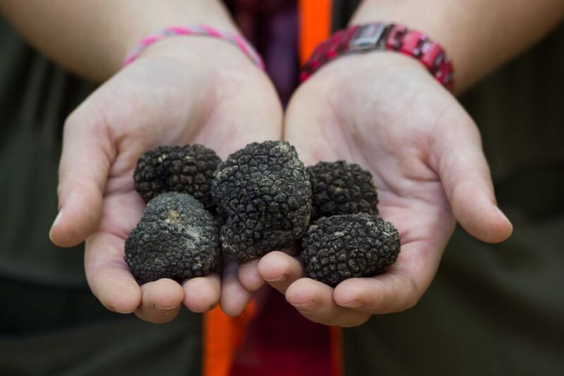 Istria - Truffles: Hunting & Cooking & Tasting, Slovenia - Itinerary and Experience