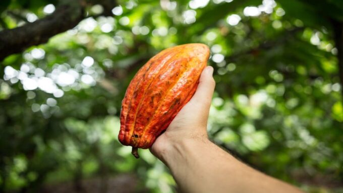 Itacare: Tour to the Vila Rosa Cocoa Farm - Frequently Asked Questions