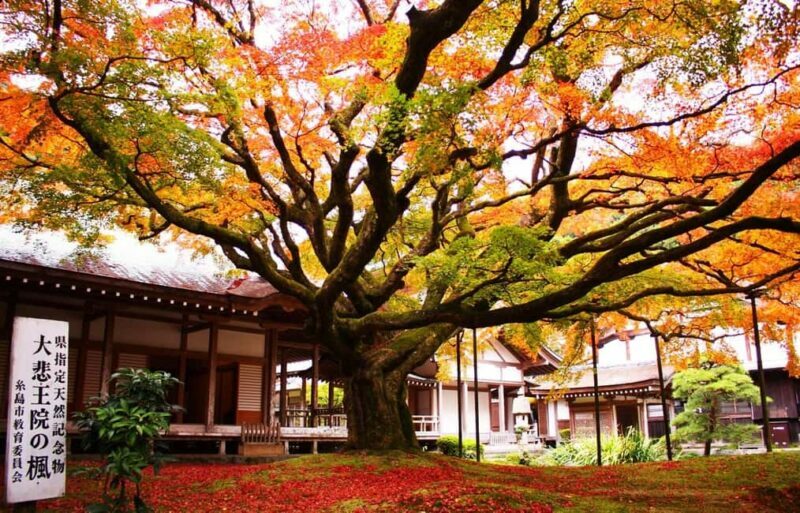 Itoshima Day Trip from Fukuoka: Nature & Coastal Scenery - The Sum Up
