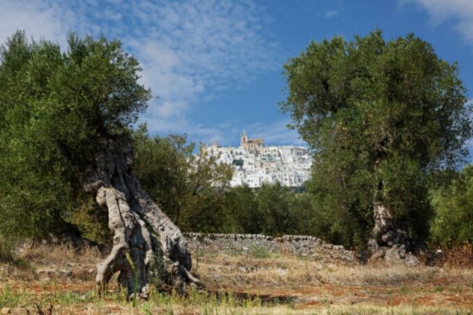 Itria Valley Van Tour: Beautiful Villages in Puglia - Frequently Asked Questions