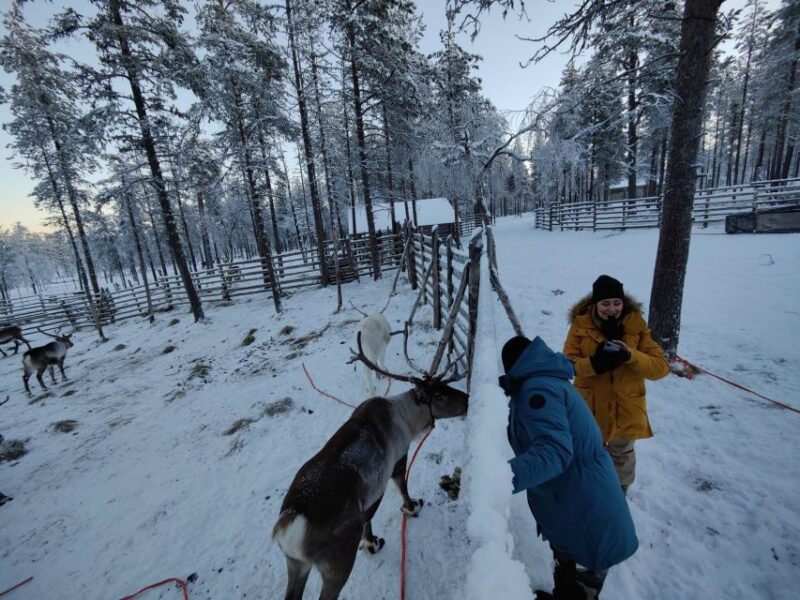 Ivalo: Northern Lights Holiday in Northern Lapland - Daily Itinerary