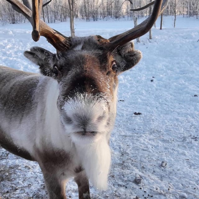 Ivalo: Snowmobile Safari, Meet&Feed Reindeers, Inc Lunch - Good To Know