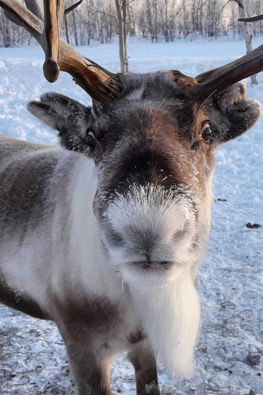 Ivalo: Snowmobile Safari, Meet&Feed Reindeers, Inc Lunch - Age and Attire