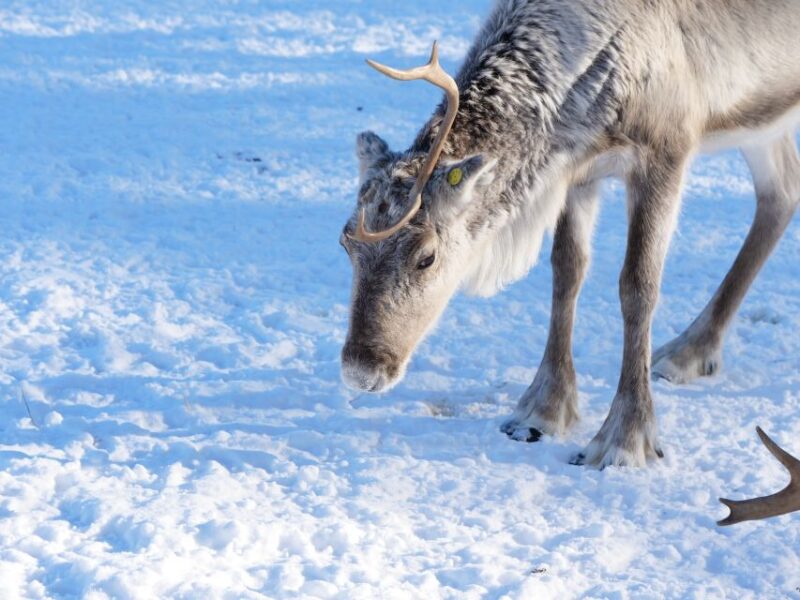 Ivalo: Winter Short Break in Northern Lapland - Unique Nature of Lapland