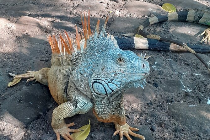 Ixtapa Island Tour - Snorkeling and Beach Relaxation