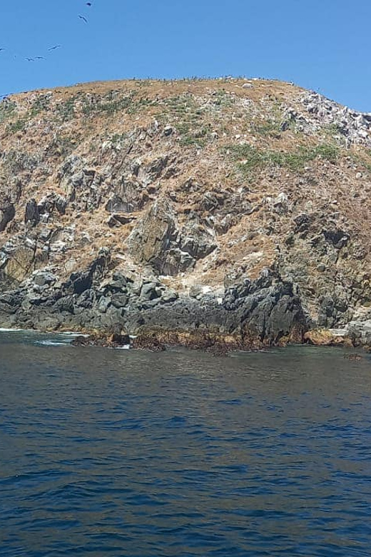 Ixtapa: Marine Life Exploration - Key Points
