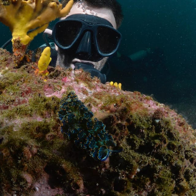 Ixtapa: Nighttime Underwater Exploration at Piedra Solitaria - Key Points