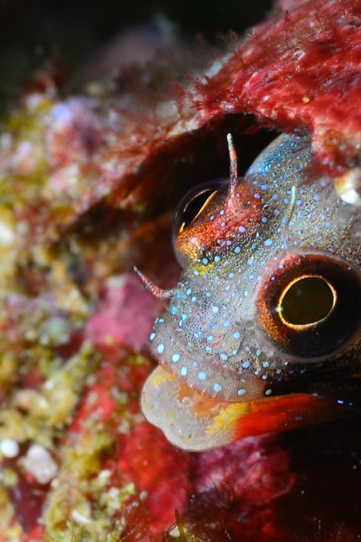 Ixtapa: Nighttime Underwater Exploration at Piedra Solitaria - Inclusions