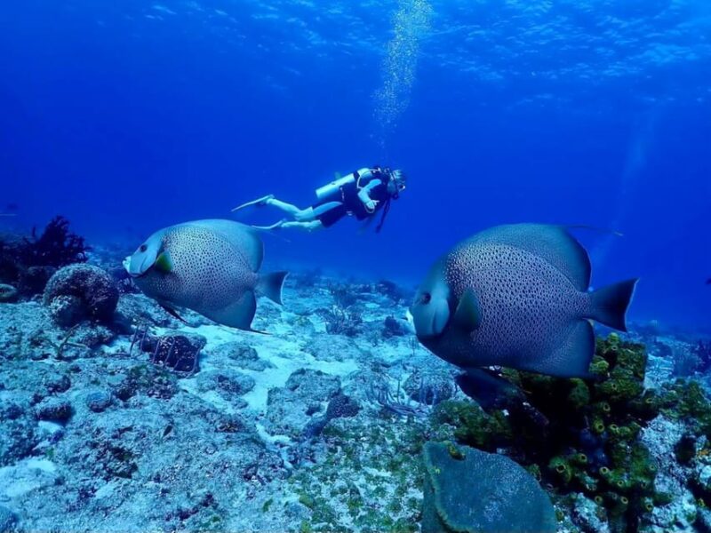 Ixtapa: Nighttime Underwater Exploration at Piedra Solitaria - Encountering Nocturnal Marine Life