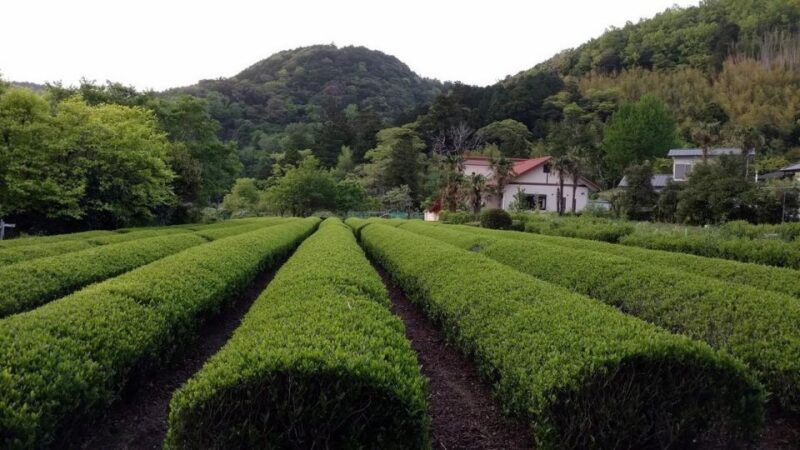 Izu Peninsula: Ike Village Experience - Village Experience