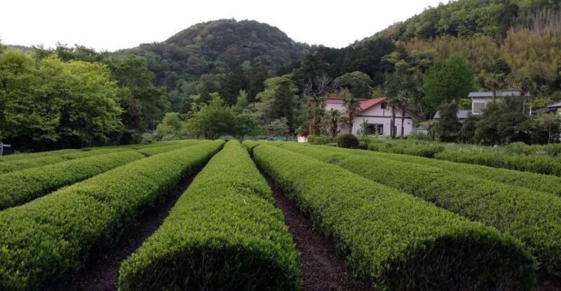Izu Peninsula: Ike Village Experience - Meeting Point