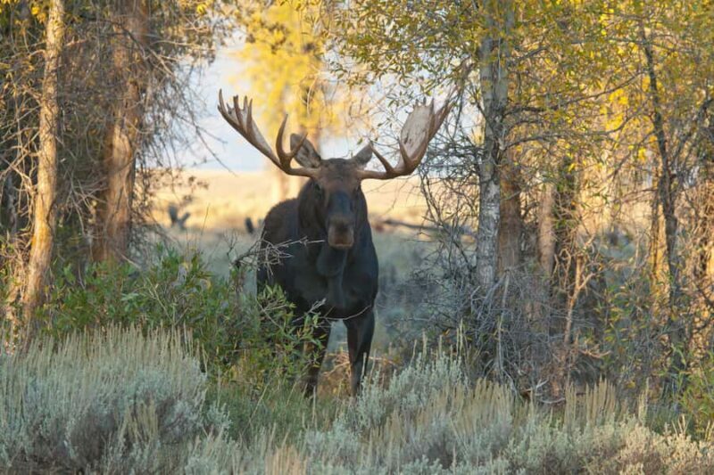 Jackson: 13-Mile Scenic Float with Teton Views - Who Will Love This Tour?