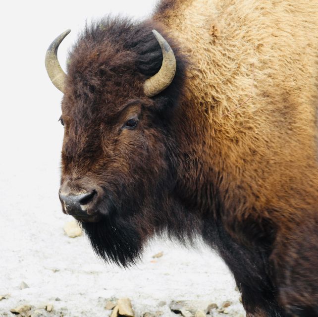Jackson: 2-Day Yellowstone National Park Tour With Lunches - Customer Feedback