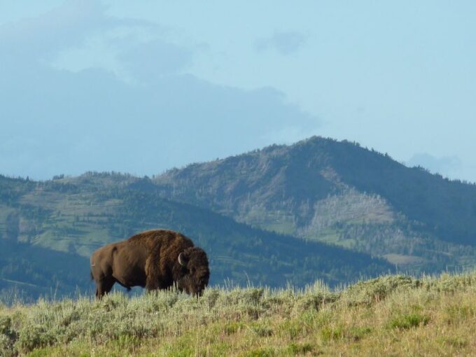 Jackson: 2-Day Yellowstone National Park Tour With Lunches - Small Group Experience