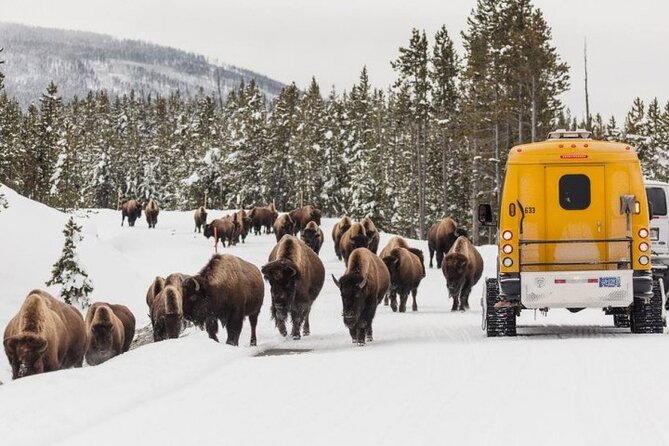 Jackson 4-Day and 3-Night Grand Teton and Yellowstone Winter Tour - Inclusions