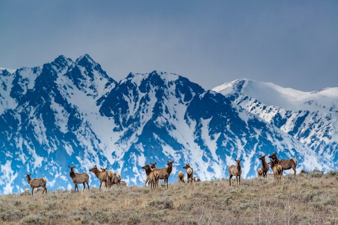 Jackson 4-Day and 3-Night Grand Teton and Yellowstone Winter Tour - Sleigh Ride at National Elk Refuge