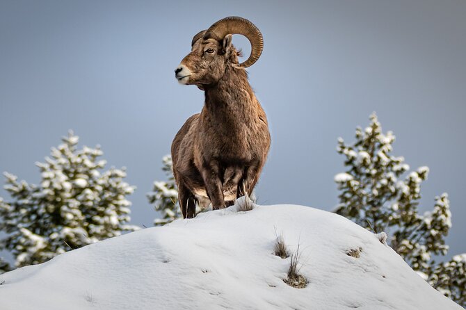 Jackson 4-Day and 3-Night Grand Teton and Yellowstone Winter Tour - Accommodation and Meals