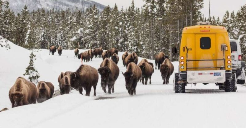 Jackson: 4-Day Grand Teton & Yellowstone Winter Tour - Daily Itinerary