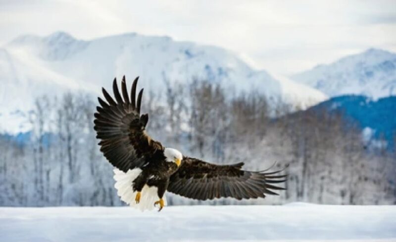 Jackson: 4-Day Grand Teton & Yellowstone Winter Tour - Day 1: Grand Teton and Elk Refuge