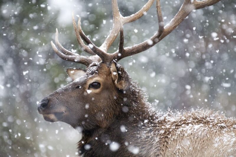 Jackson: 4-Day Grand Teton & Yellowstone Winter Tour - Day 2: Elk Refuge Sleigh Ride and West Yellowstone