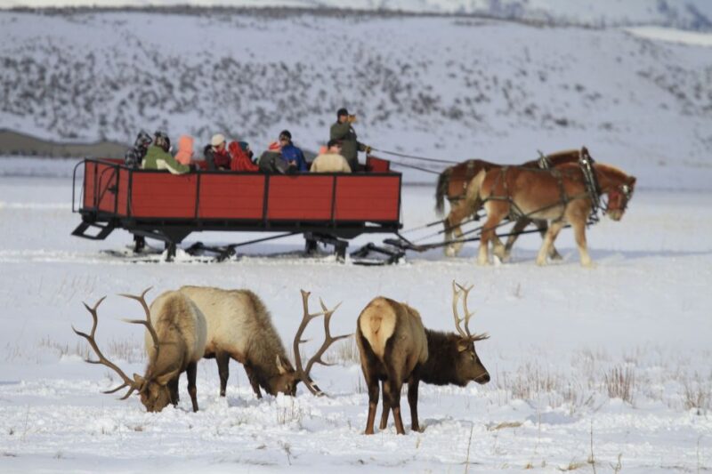 Jackson: 4-Day Grand Teton & Yellowstone Winter Tour - Day 3: Yellowstone Snowcoach Tour