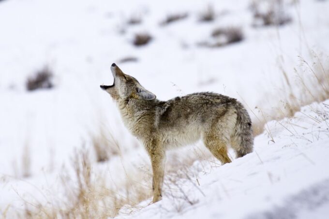 Jackson: 4-Day Grand Teton & Yellowstone Winter Tour - Customer Feedback and Meeting Point