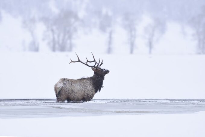 Jackson: 4-Day Grand Teton & Yellowstone Winter Tour - Frequently Asked Questions