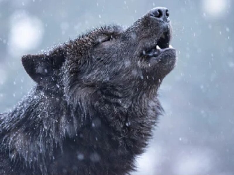 Jackson: Grand Teton and National Elk Refuge Winter Day Trip - Wildlife Viewing Opportunities