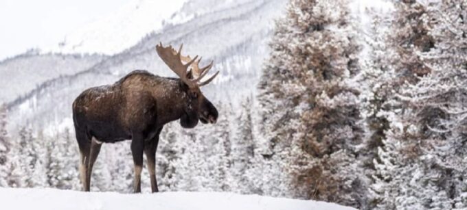 Jackson: Grand Teton and National Elk Refuge Winter Day Trip - Included Activities and Amenities