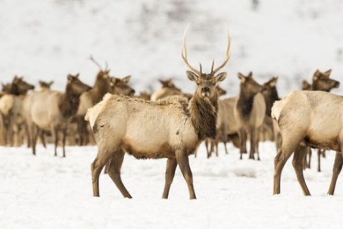 Jackson: Grand Teton and National Elk Refuge Winter Day Trip - Customer Feedback and Ratings