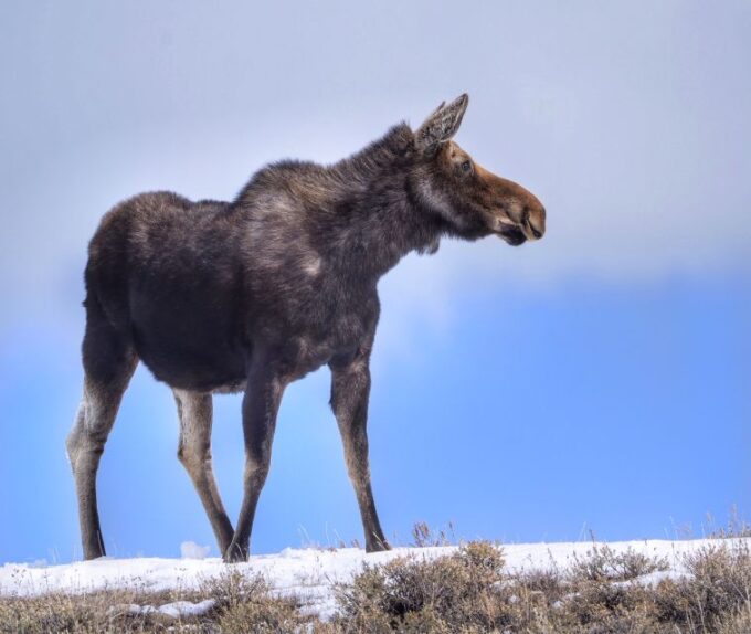 Jackson: Grand Teton, Bighorn Sheep, and Petroglyphs Tour - Included Amenities