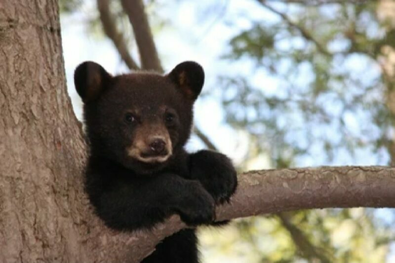 Jackson: Grand Teton National Park Guided Wildlife Tour - An in-depth look at the Grand Teton Wildlife Tour