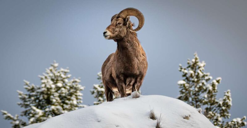 Jackson: Grand Teton & Native American Petroglyph Tour - Wildlife Viewing