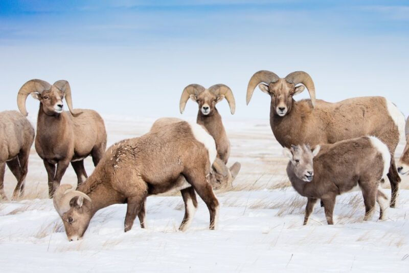 Jackson: Grand Teton & Native American Petroglyph Tour - Meals and Amenities