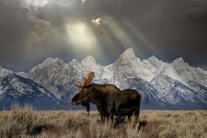 Jackson: Grand Teton & Native American Petroglyph Tour - Customer Reviews and Ratings